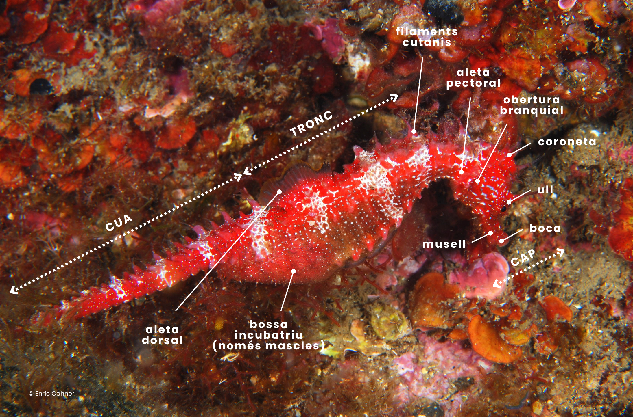 _Morfologia cavallet de mar (1)