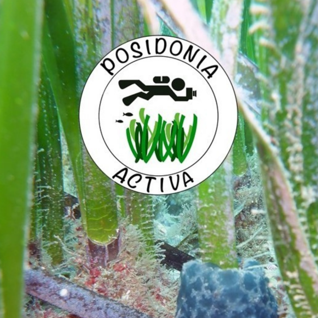 posidonia-activa