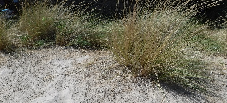 Descoberta-de-les-dunes