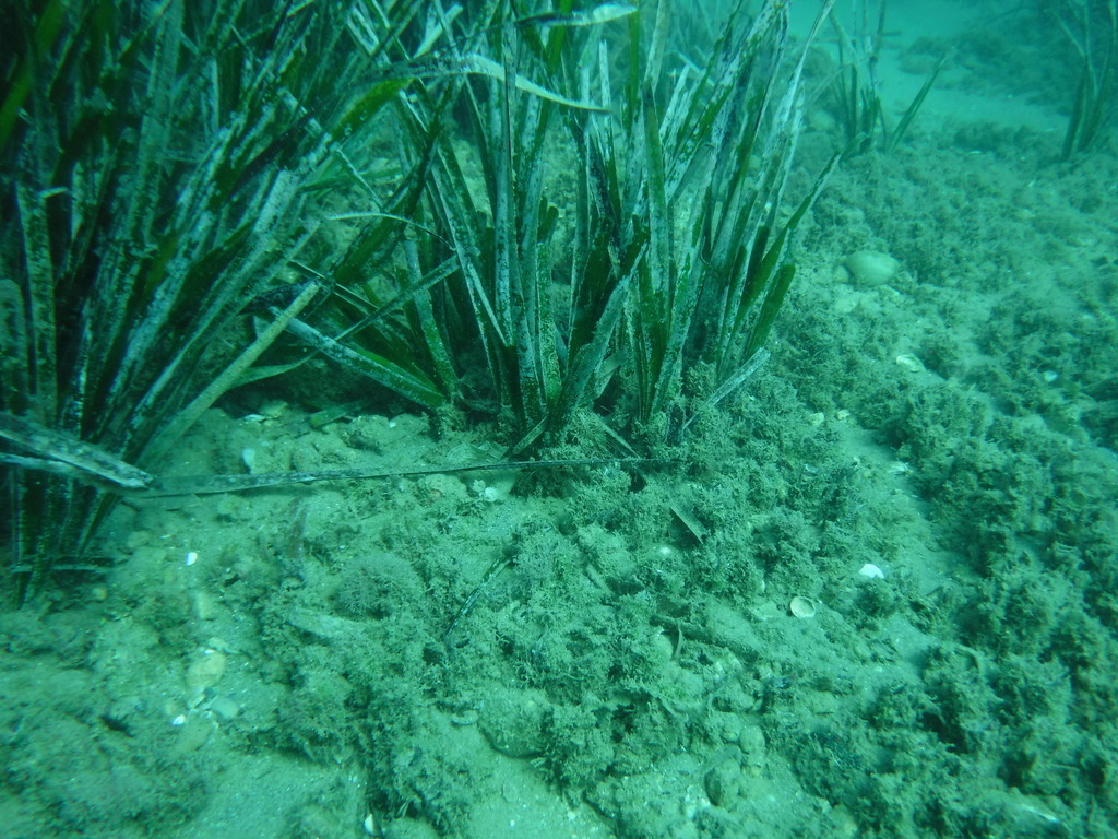 Posidonia oceanica