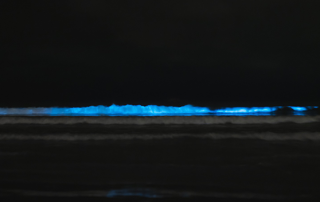 bioluminiscencia