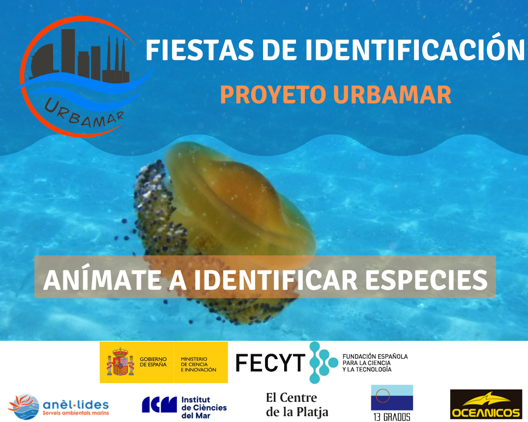 fiesta-identificacion