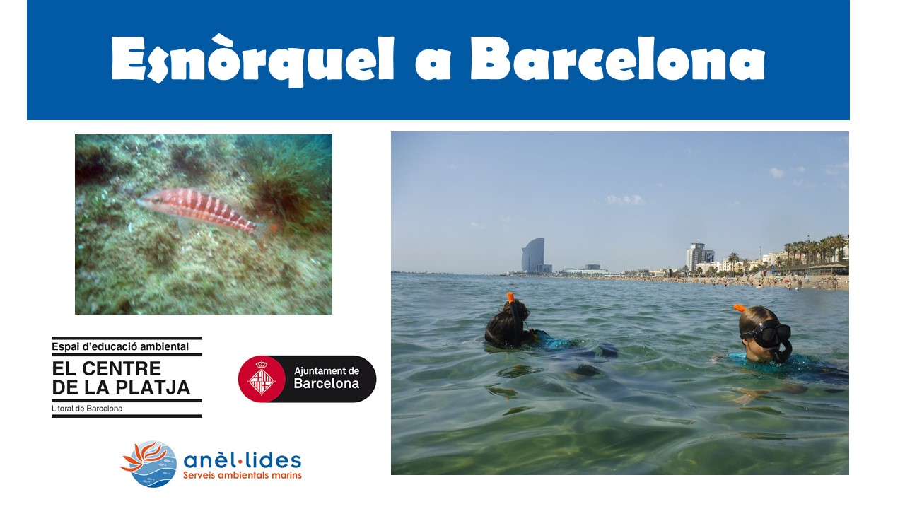 esnorquel-a-barcelona