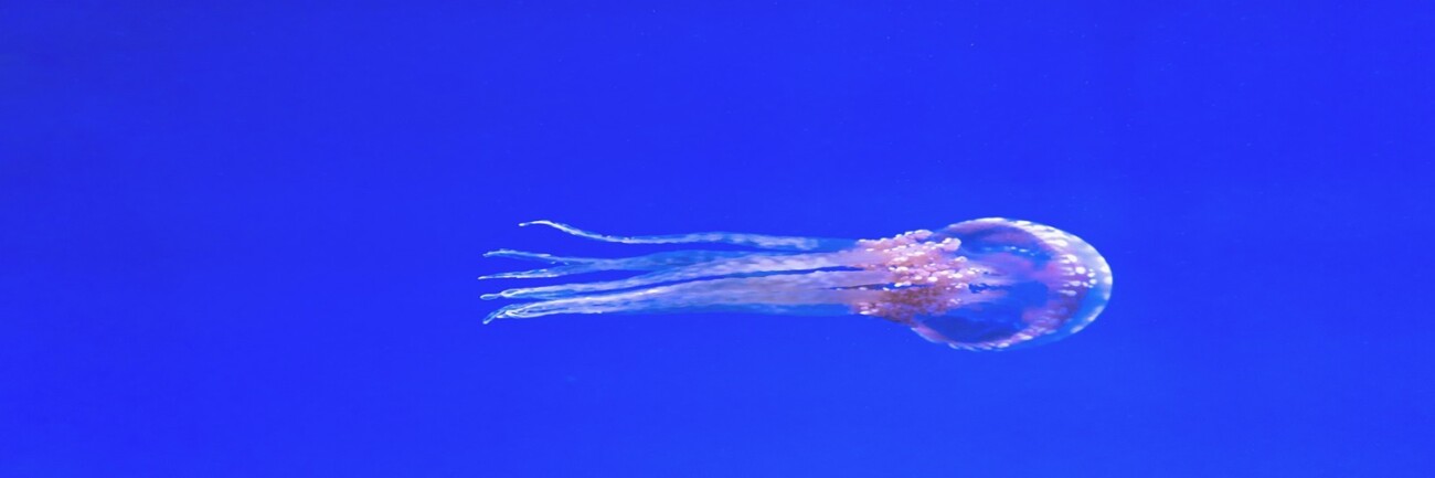 medusa-fauna-plantònica medusa-fauna-plantònica