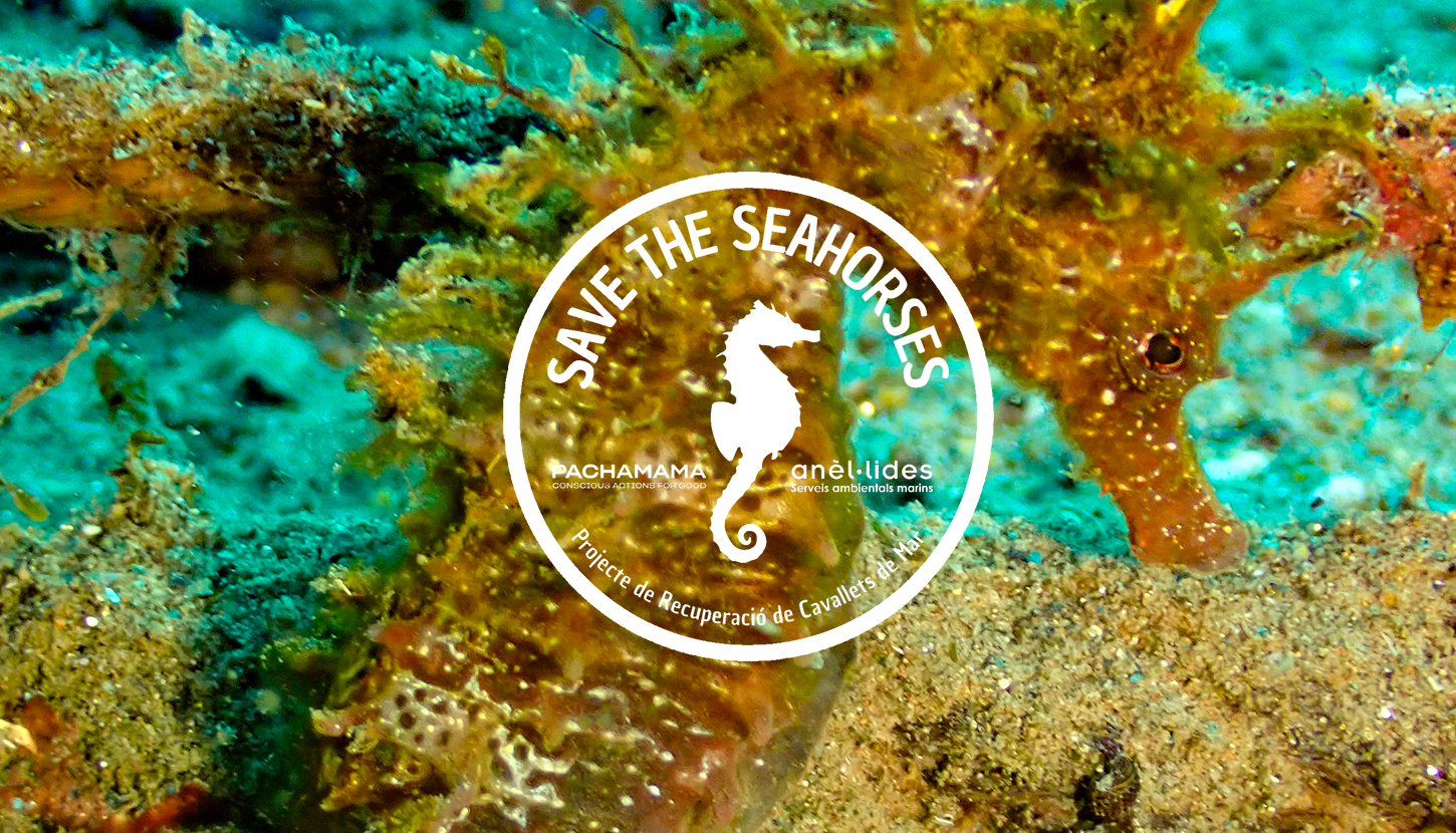 save-the-sea-horses save-the-sea-horses